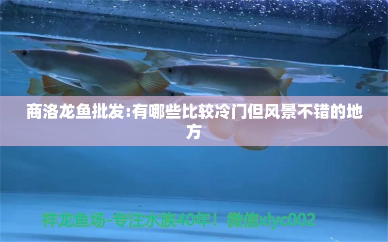 商洛龍魚批發(fā):有哪些比較冷門但風景不錯的地方 龍魚批發(fā)