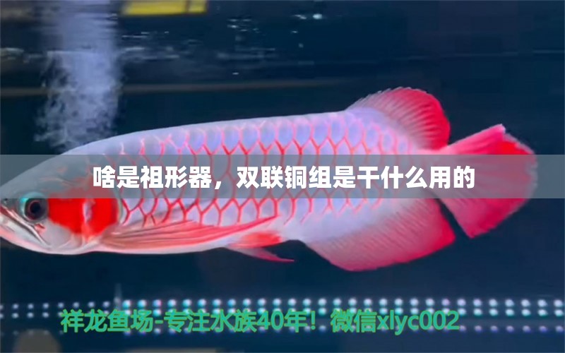 啥是祖形器，雙聯(lián)銅組是干什么用的 觀賞魚 第1張