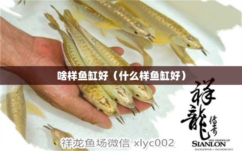 啥樣魚缸好（什么樣魚缸好）