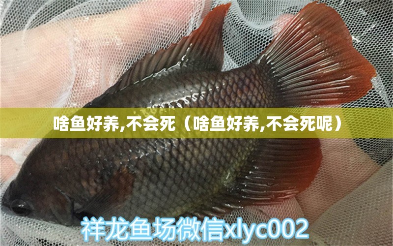 啥魚好養(yǎng),不會死（啥魚好養(yǎng),不會死呢） 廣州龍魚批發(fā)市場