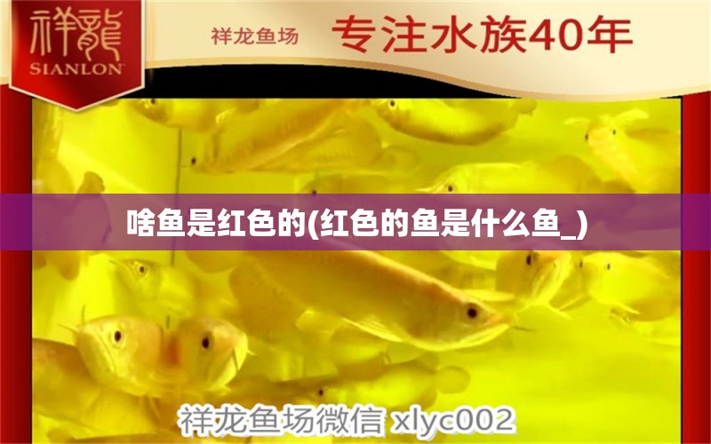 啥魚是紅色的(紅色的魚是什么魚_) 印尼三紋虎