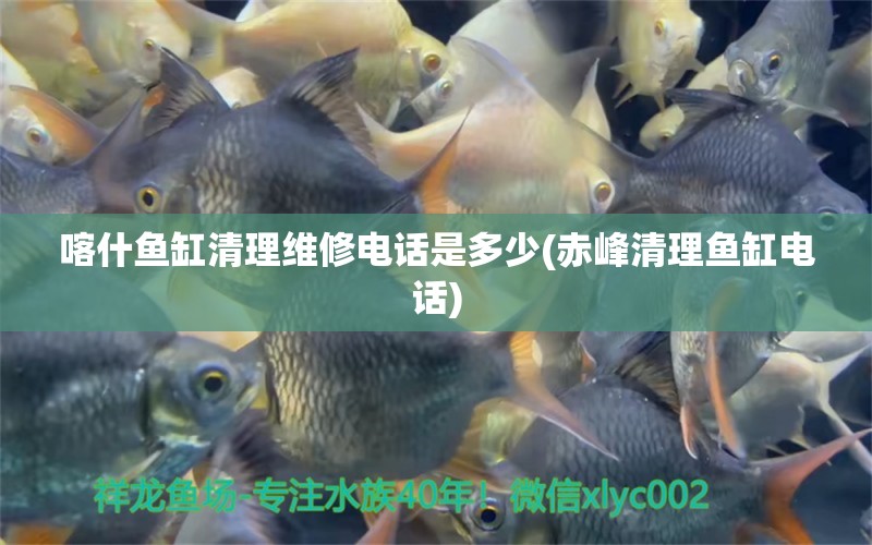 喀什魚缸清理維修電話是多少(赤峰清理魚缸電話) 黃金招財(cái)貓魚