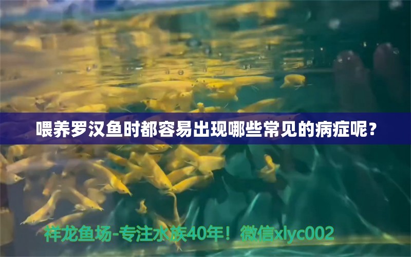 喂養(yǎng)羅漢魚時都容易出現(xiàn)哪些常見的病癥呢？ 羅漢魚