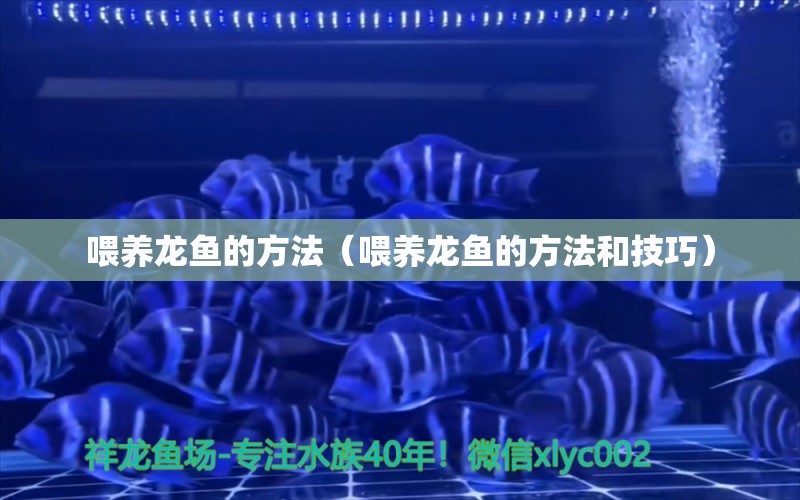 喂養(yǎng)龍魚(yú)的方法（喂養(yǎng)龍魚(yú)的方法和技巧）