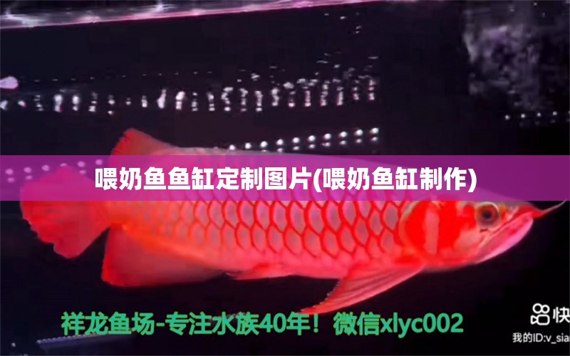 喂奶魚(yú)魚(yú)缸定制圖片(喂奶魚(yú)缸制作) 祥龍傳奇品牌魚(yú)缸