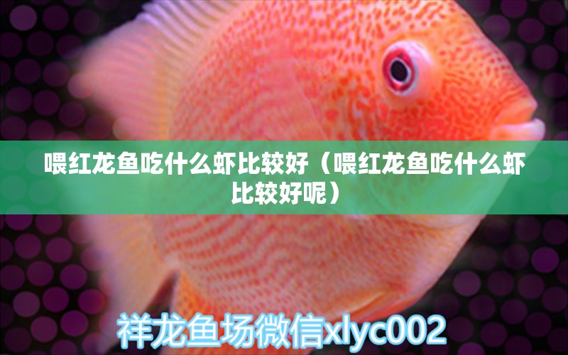 喂紅龍魚吃什么蝦比較好（喂紅龍魚吃什么蝦比較好呢）