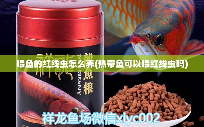 喂魚的紅線蟲怎么養(yǎng)(熱帶魚可以喂紅線蟲嗎) 綠皮皇冠豹魚