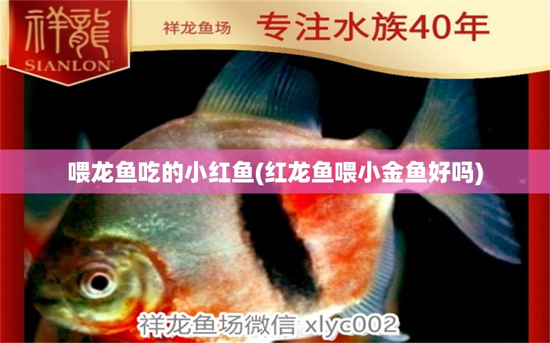 喂龍魚吃的小紅魚(紅龍魚喂小金魚好嗎) 成吉思汗鯊（球鯊）魚