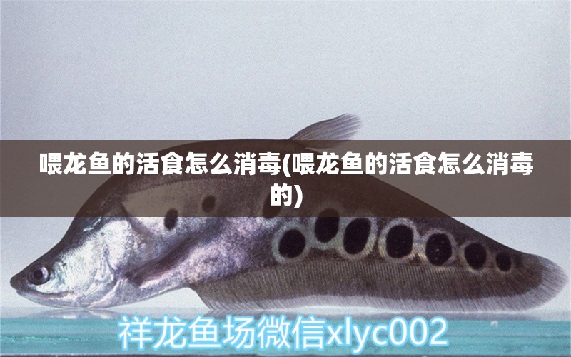 喂龍魚(yú)的活食怎么消毒(喂龍魚(yú)的活食怎么消毒的) 虎魚(yú)魚(yú)苗