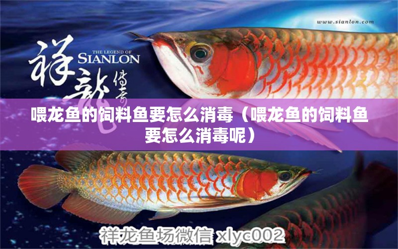 喂龍魚的飼料魚要怎么消毒（喂龍魚的飼料魚要怎么消毒呢）