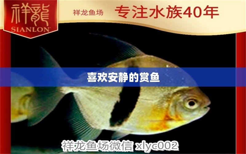 喜歡安靜的賞魚