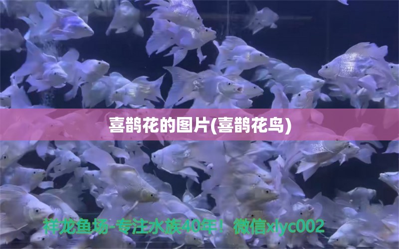 喜鵲花的圖片(喜鵲花鳥) 觀賞魚 第1張