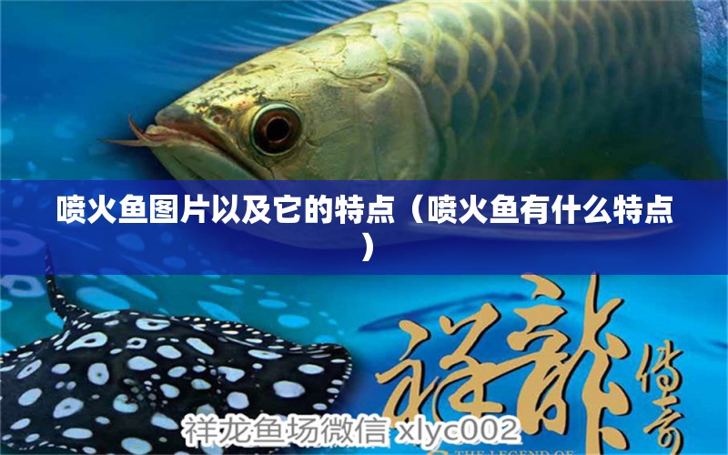 噴火魚圖片以及它的特點（噴火魚有什么特點） 印尼紅龍魚 第1張