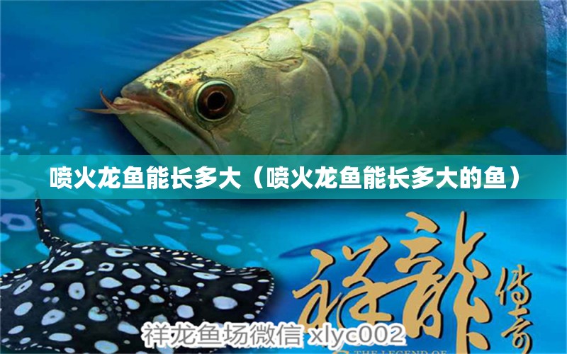 噴火龍魚能長多大（噴火龍魚能長多大的魚） 廣州龍魚批發(fā)市場