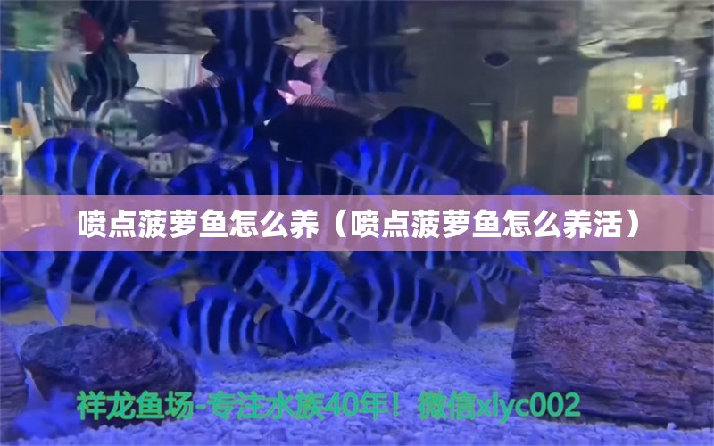 噴點菠蘿魚怎么養(yǎng)（噴點菠蘿魚怎么養(yǎng)活） 噴點菠蘿魚