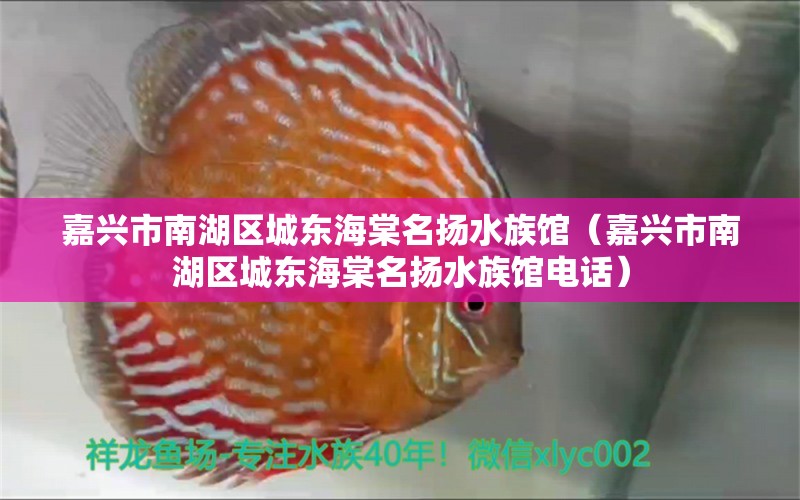 嘉興市南湖區(qū)城東海棠名揚水族館（嘉興市南湖區(qū)城東海棠名揚水族館電話） 全國水族館企業(yè)名錄