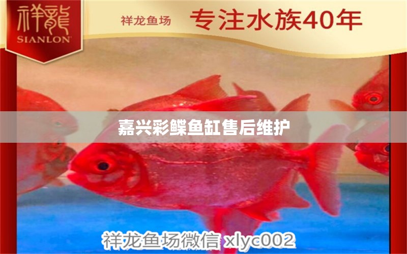 嘉興彩鰈魚(yú)缸售后維護(hù) 彩鰈魚(yú)缸（彩蝶魚(yú)缸）