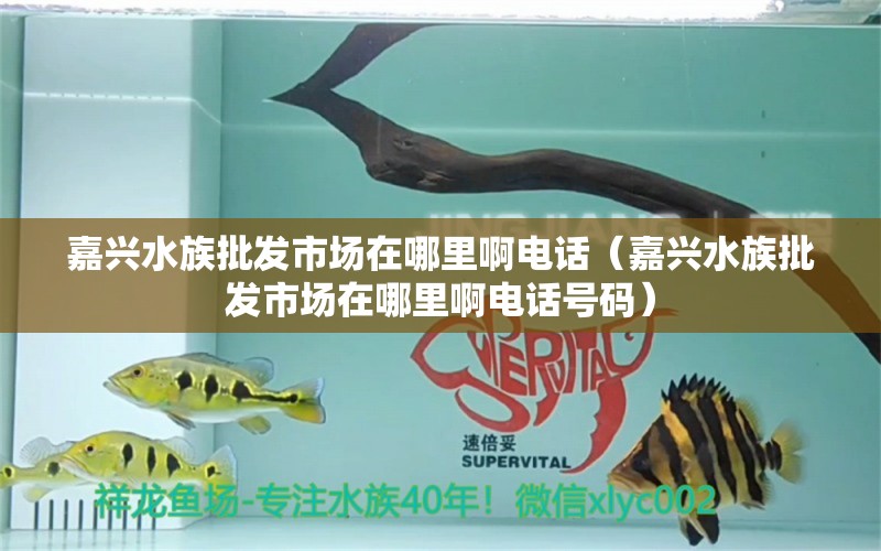 嘉興水族批發(fā)市場在哪里啊電話（嘉興水族批發(fā)市場在哪里啊電話號碼）