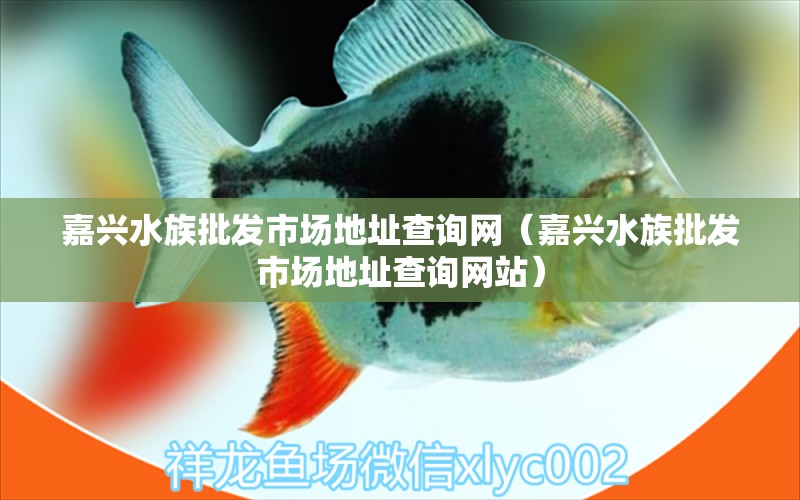 嘉興水族批發(fā)市場地址查詢網(wǎng)（嘉興水族批發(fā)市場地址查詢網(wǎng)站）