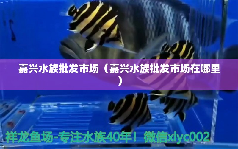 嘉興水族批發(fā)市場(chǎng)（嘉興水族批發(fā)市場(chǎng)在哪里）