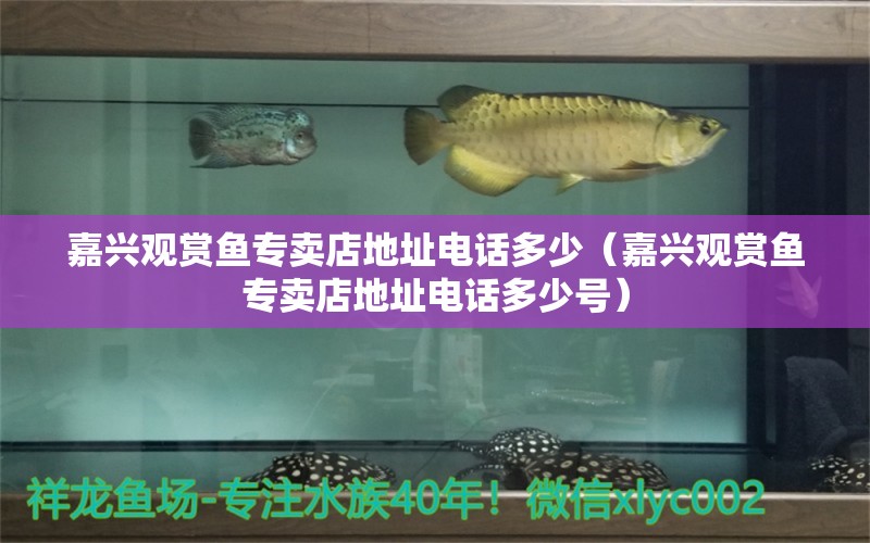 嘉興觀賞魚專賣店地址電話多少（嘉興觀賞魚專賣店地址電話多少號） 蘇虎苗（蘇門答臘虎魚苗）