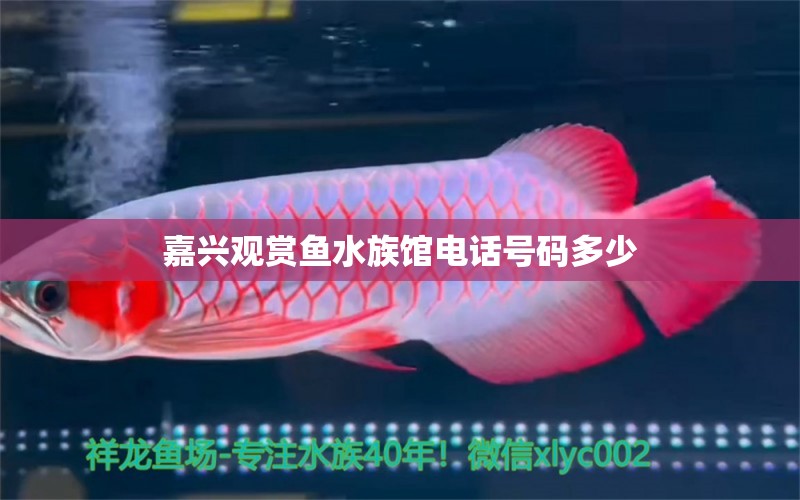 嘉興觀賞魚水族館電話號碼多少 祥龍魚場