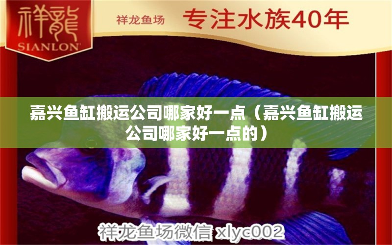 嘉興魚缸搬運公司哪家好一點（嘉興魚缸搬運公司哪家好一點的） 七紋巨鯉魚