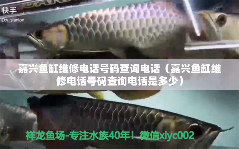 嘉興魚缸維修電話號碼查詢電話（嘉興魚缸維修電話號碼查詢電話是多少）