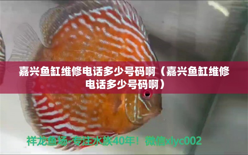 嘉興魚缸維修電話多少號碼?。闻d魚缸維修電話多少號碼啊） 魟魚百科