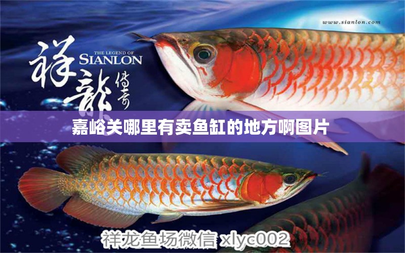 嘉峪關(guān)哪里有賣魚缸的地方啊圖片  財(cái)神鸚鵡魚