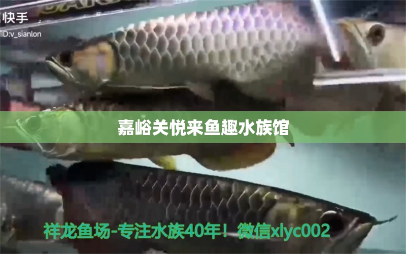 嘉峪關(guān)悅來魚趣水族館 全國水族館企業(yè)名錄 第6張