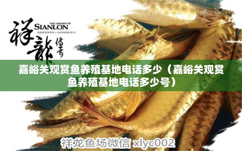 嘉峪關觀賞魚養(yǎng)殖基地電話多少（嘉峪關觀賞魚養(yǎng)殖基地電話多少號） 觀賞魚市場（混養(yǎng)魚）