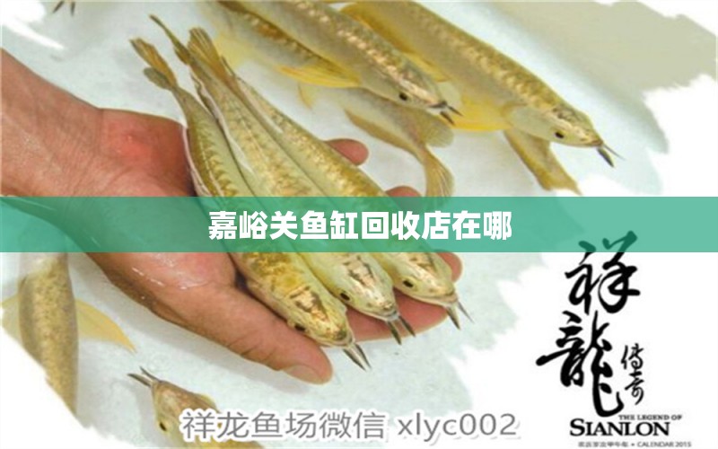 嘉峪關(guān)魚缸回收店在哪 祥龍魚場(chǎng)