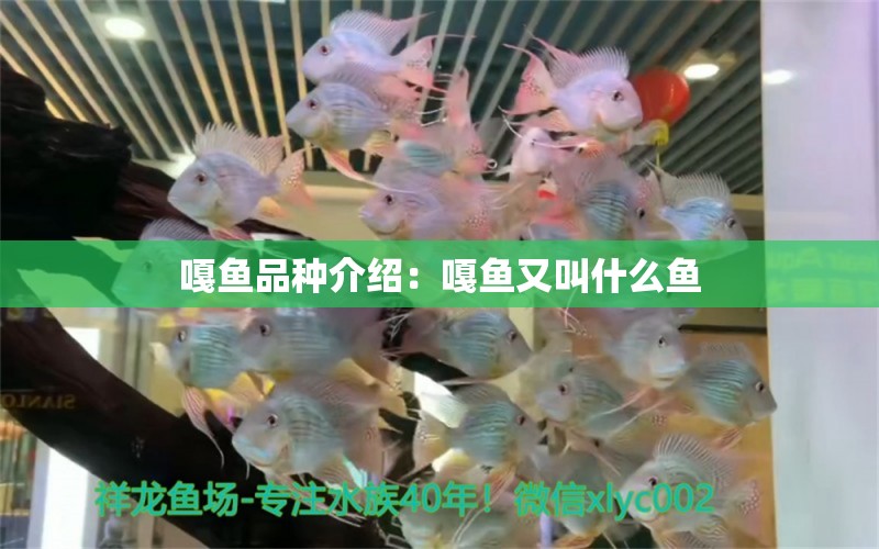 嘎魚品種介紹：嘎魚又叫什么魚