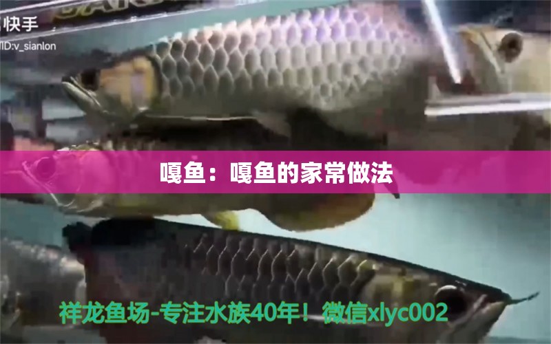 嘎魚：嘎魚的家常做法 巨骨舌魚