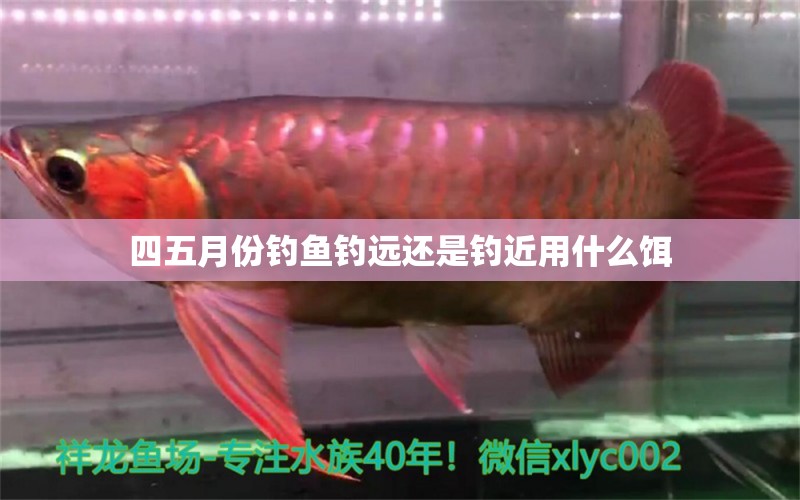 四五月份釣魚(yú)釣遠(yuǎn)還是釣近用什么餌 祥龍金禾金龍魚(yú) 第2張