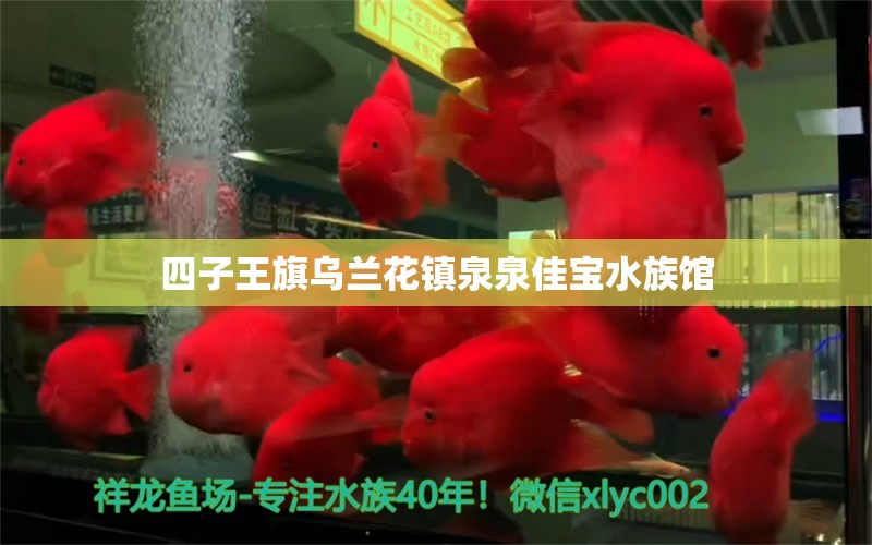 四子王旗烏蘭花鎮(zhèn)泉泉佳寶水族館