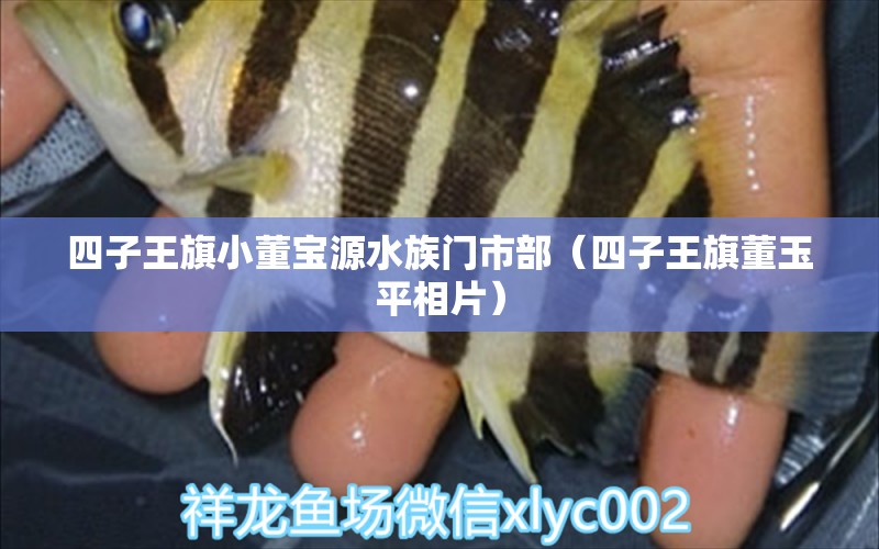 四子王旗小董寶源水族門市部（四子王旗董玉平相片）