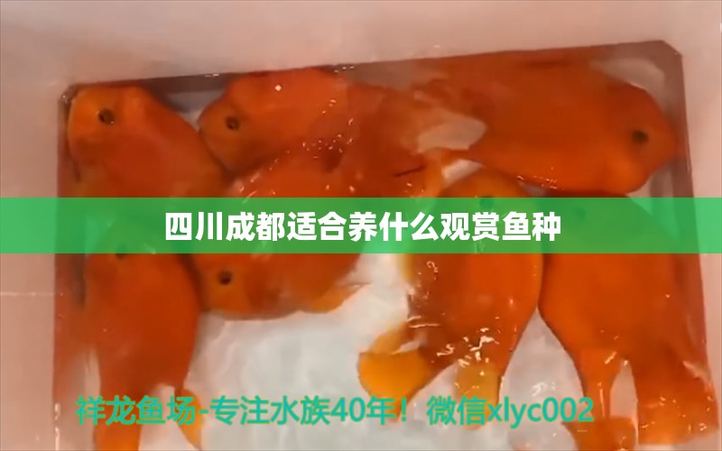 四川成都適合養(yǎng)什么觀賞魚種