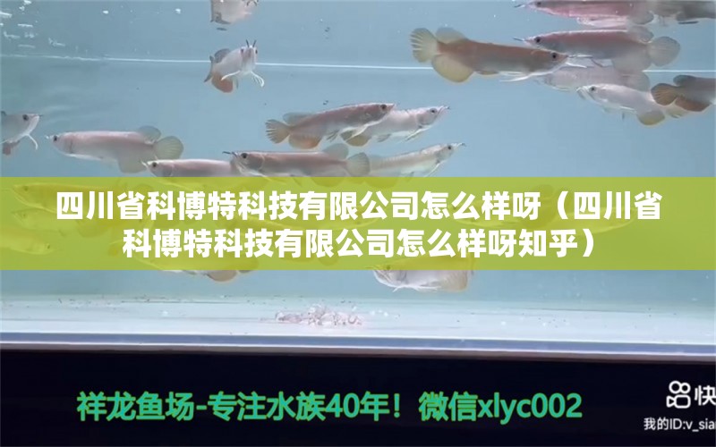 四川省科博特科技有限公司怎么樣呀（四川省科博特科技有限公司怎么樣呀知乎）