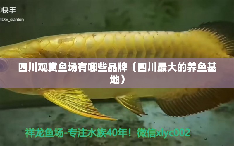 四川觀賞魚場(chǎng)有哪些品牌（四川最大的養(yǎng)魚基地） 祥龍水族醫(yī)院