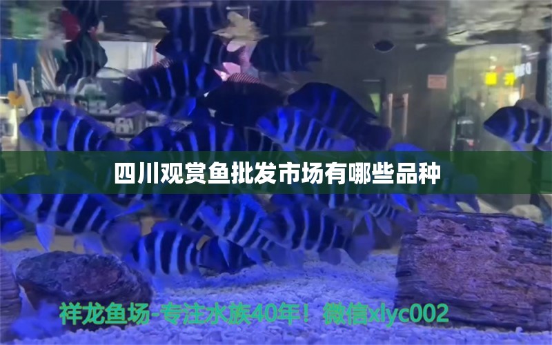 四川觀賞魚批發(fā)市場(chǎng)有哪些品種