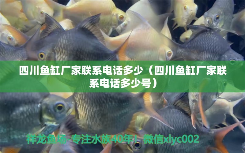 四川魚缸廠家聯(lián)系電話多少（四川魚缸廠家聯(lián)系電話多少號(hào)） 飛鳳魚苗