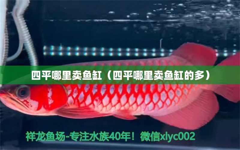 四平哪里賣魚缸（四平哪里賣魚缸的多） 純血皇冠黑白魟魚