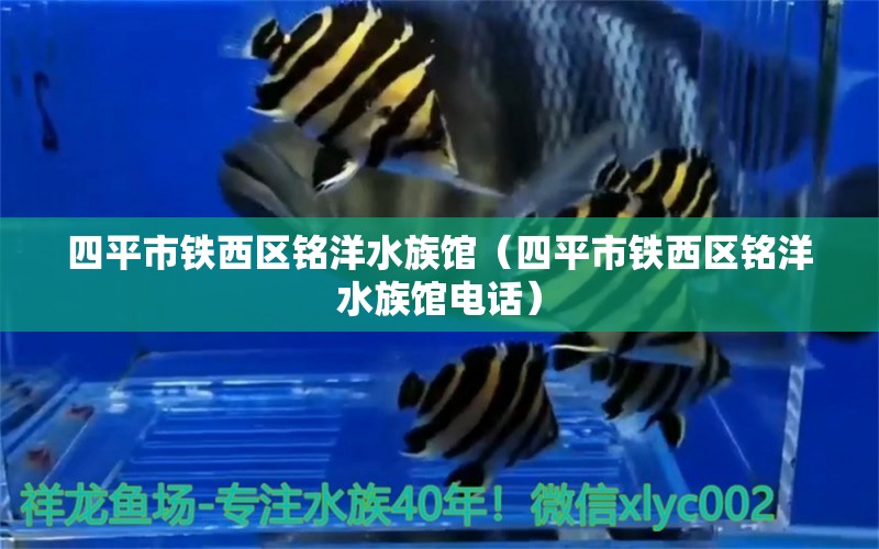 四平市鐵西區(qū)銘洋水族館（四平市鐵西區(qū)銘洋水族館電話）