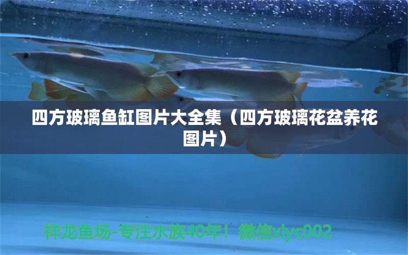 四方玻璃魚缸圖片大全集（四方玻璃花盆養(yǎng)花圖片）