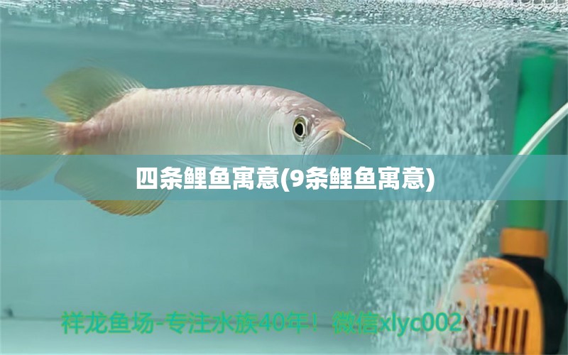 四條鯉魚(yú)寓意(9條鯉魚(yú)寓意) 稀有金龍魚(yú)