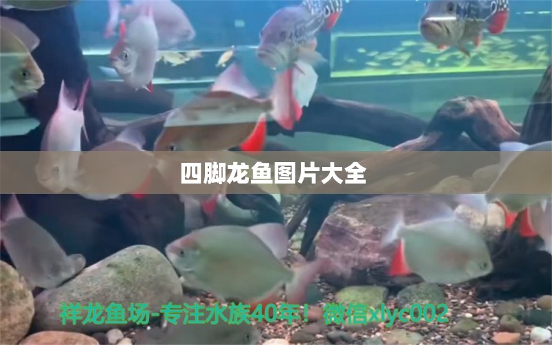 四腳龍魚圖片大全  觀賞魚市場