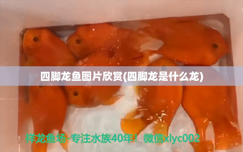 四腳龍魚圖片欣賞(四腳龍是什么龍)