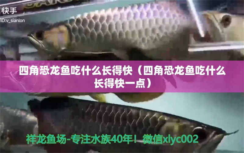 四角恐龍魚吃什么長得快（四角恐龍魚吃什么長得快一點）